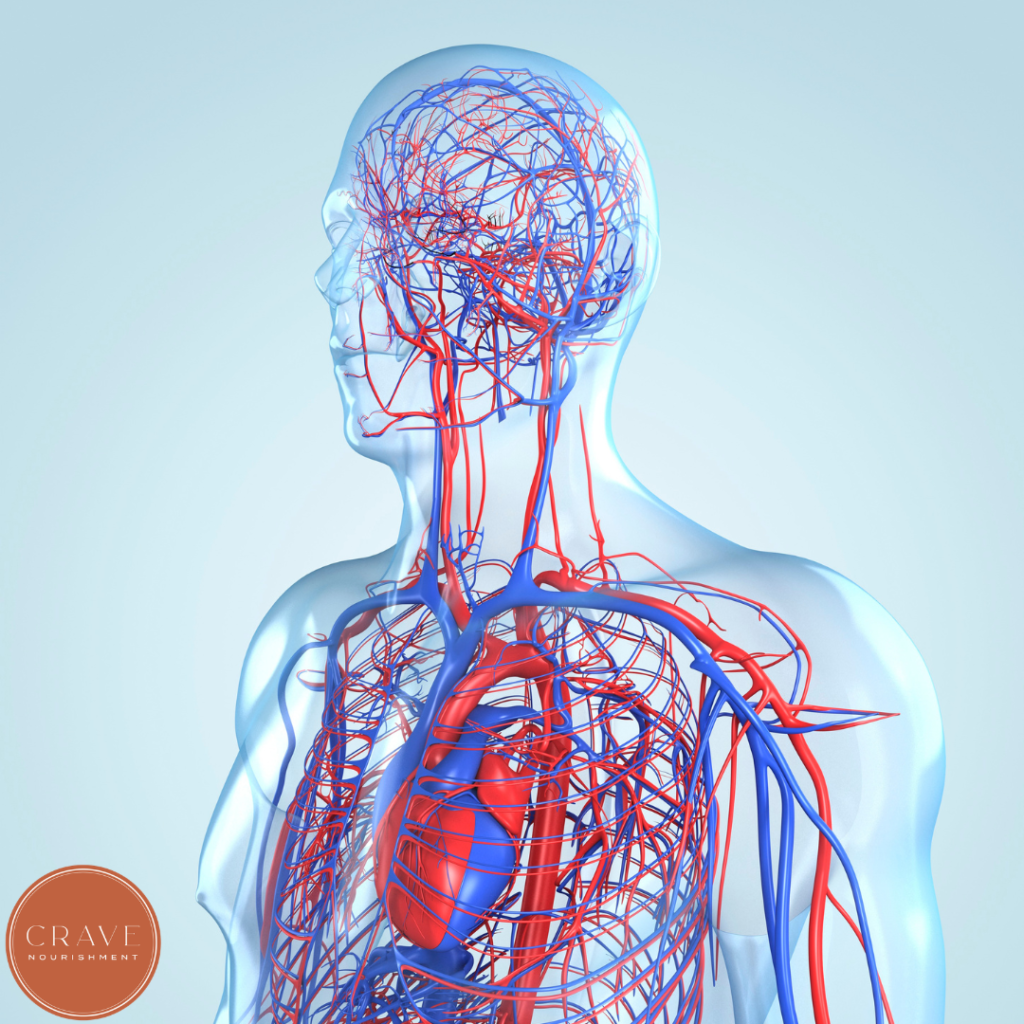 As adipose tissue expands, the body relies on the microvascular system to deliver oxygen to that tissue. But when tissue growth outpaces the blood supply, areas of localized hypoxia (low oxygen) can develop.