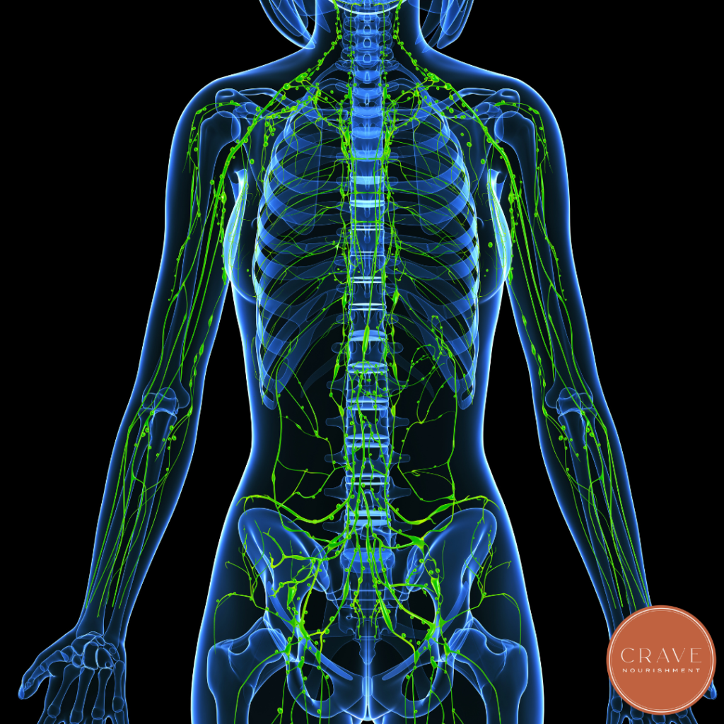 Your lymphatic system is responsible for fluid balance, immune function, and the transport of waste products out of tissues. Unlike the cardiovascular system, it does not have a central pump. It relies on movement, hydration, breathing patterns, and muscle contractions to function effectively.